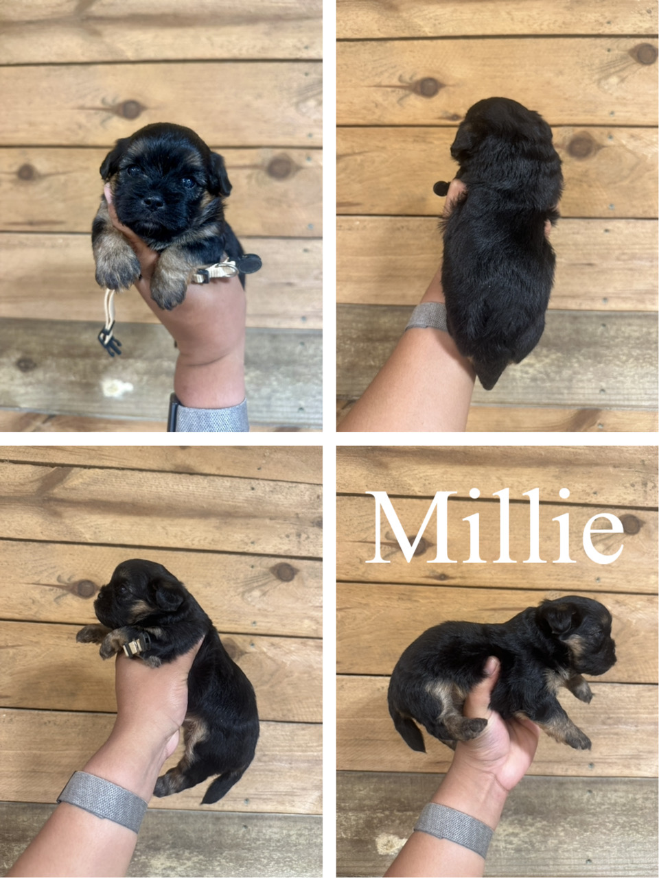 Millie 1